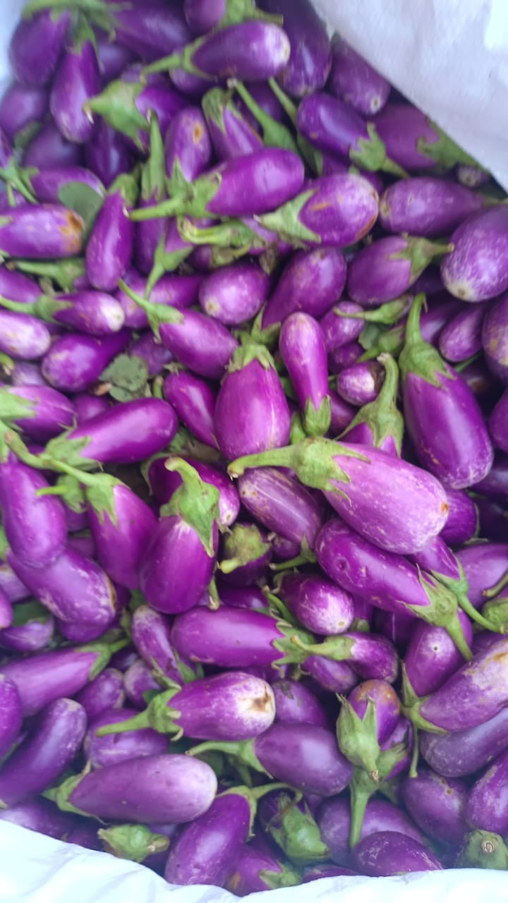 Ujala brinjal