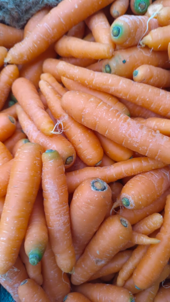 Carrot