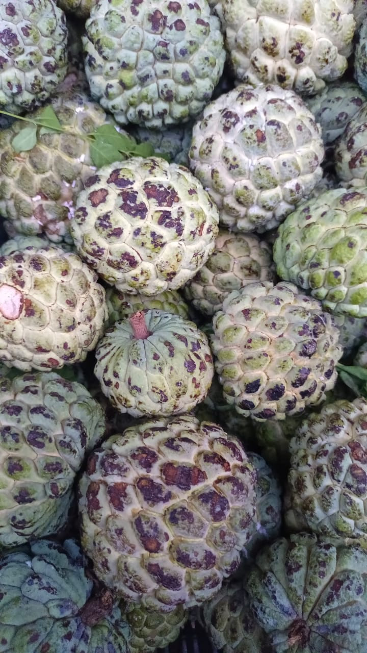 Custard apple