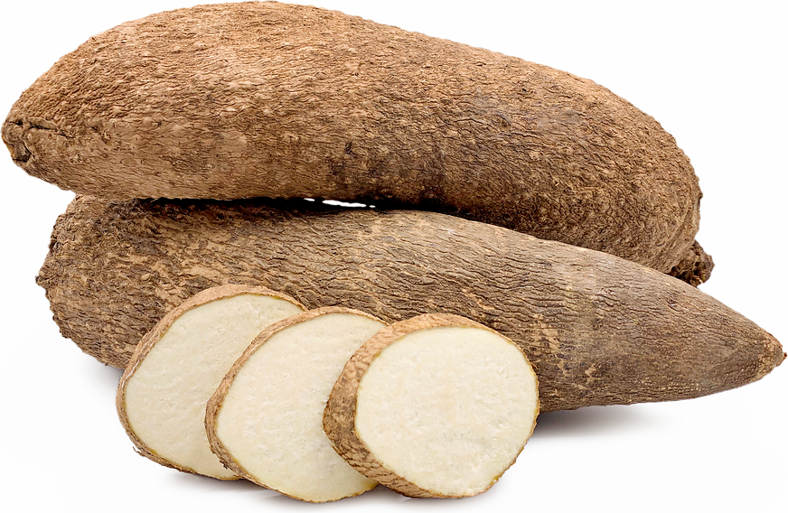 Seppai/Colocasia