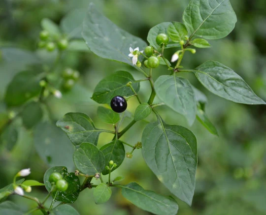 Manathakkali