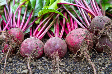 Beetroot