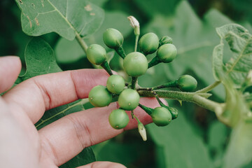 Sundakkai/Turkey berry