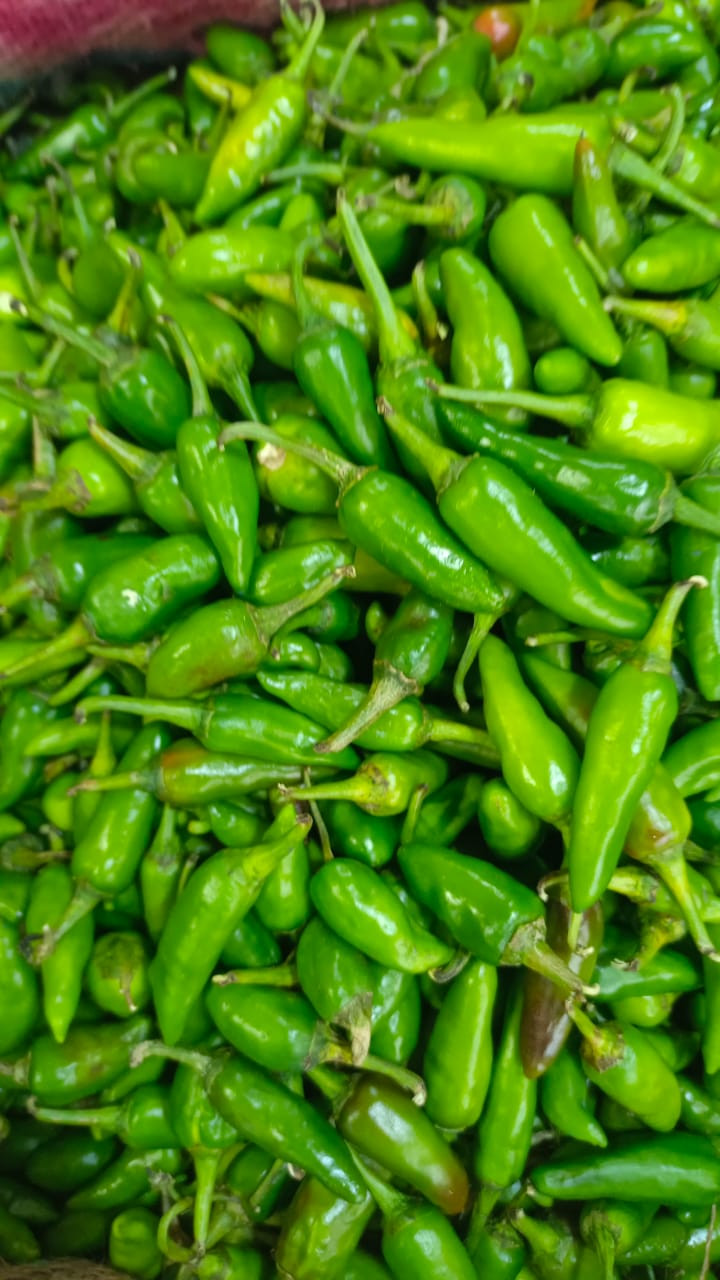 Green chilly